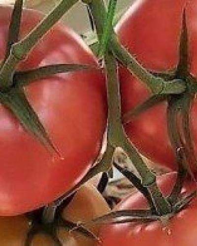 watch-image