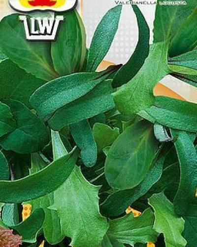 watch-image