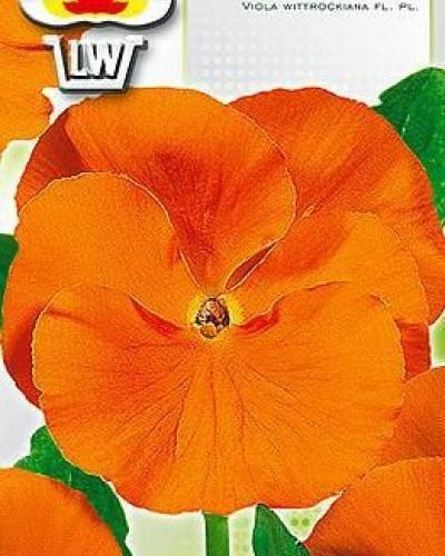 watch-image